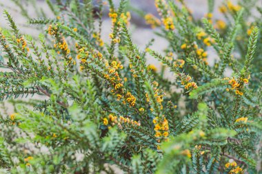 eutaxia obovata (yumurta ve pastırma bitki olarak da adlandırılır) yeşil spi ile