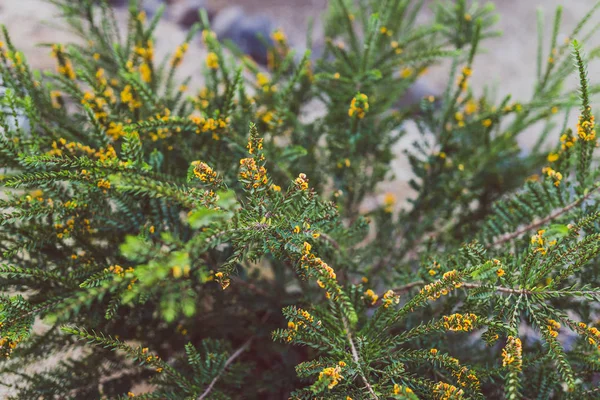 Eutaxia obovata (también llamada planta de huevo y tocino) con espi verde —  Fotos de Stock