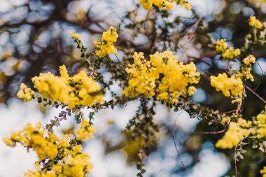 yerli Avustralya wattle ağacı hakkında çiçek