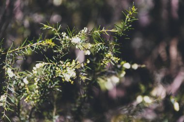 yerli Avustralya wattle ağacı hakkında çiçek
