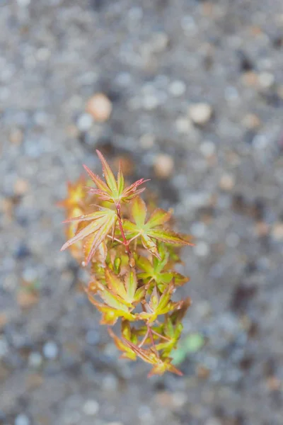 Winzige japanische Ahornblätter auf Kies — Stockfoto