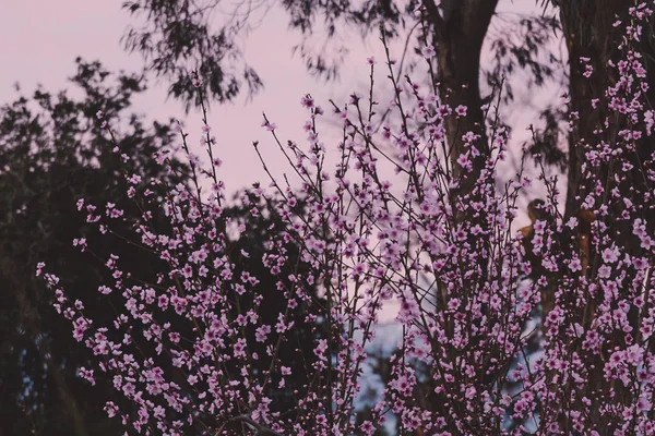 树与粉红色的花都在其树枝上 — 图库照片