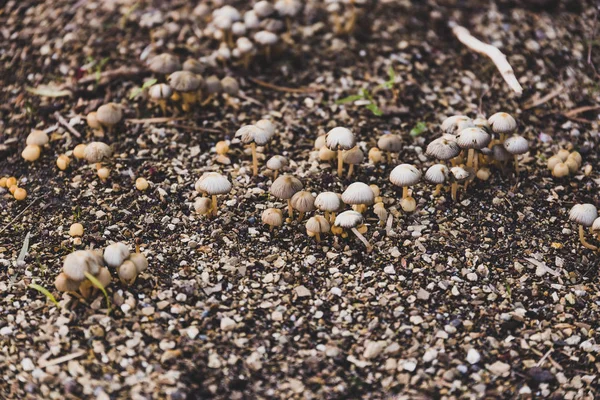 Groep van kleine paddestoelen opduiken uit de grond onder natte Soi — Stockfoto