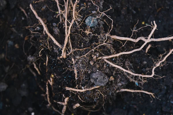 Kořenová půda a kořeny plevele v mělké hloubce pole — Stock fotografie
