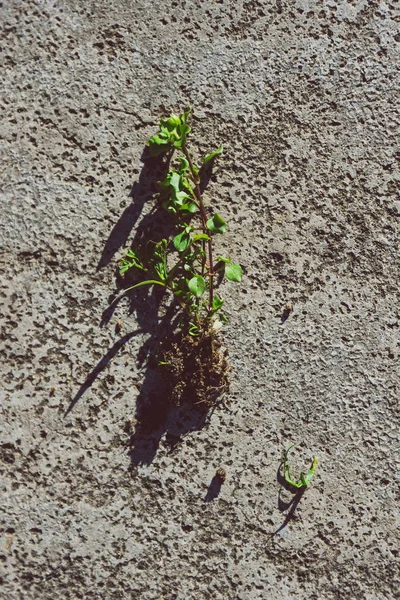 Сорняки с корнями вытаскиваются из земли и помещаются на бетон — стоковое фото