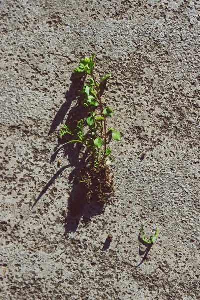 Malas hierbas con raíces sacadas del suelo y colocadas sobre hormigón — Foto de Stock