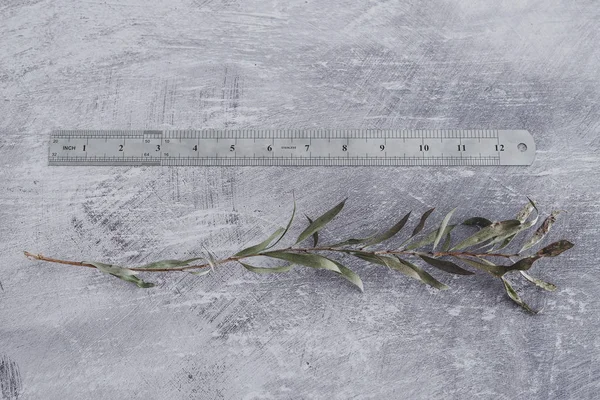 Climate change concept, ruler measuring size of dry branch — Stock Photo, Image