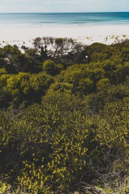 Güney Pasifik'e bakan güneşli el değmemiş ve ıssız plaj 