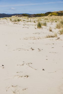 Güney Pasifik'e bakan güneşli el değmemiş ve ıssız plaj 