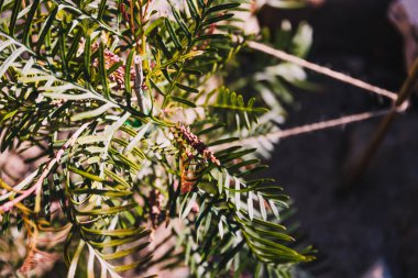 hakkında çiçekler ile yerli Avustralya 