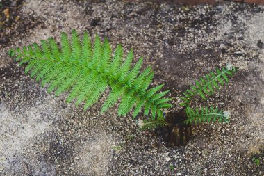 dalları ile eğrelti otu bitki açmak üzere 