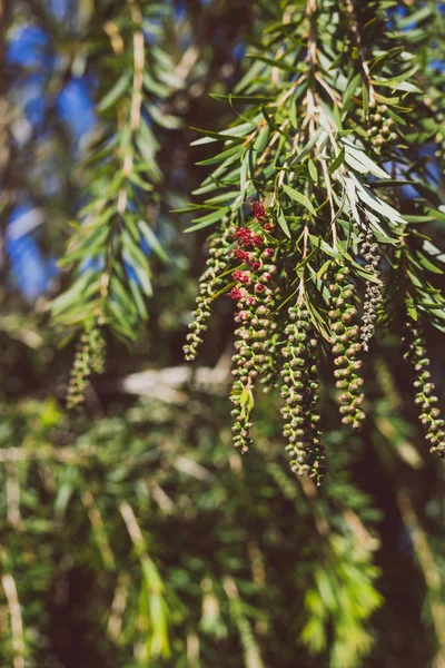ネイティブオーストラリアのボトルブラシカリステモンツリーで咲く — ストック写真
