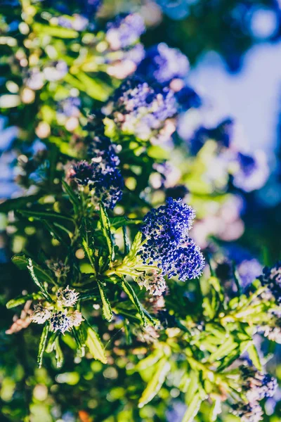 만개 한 샷에 꽃과 블루 태평양 "Ceanothus"나무 — 스톡 사진