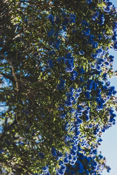 Kék-csendes-óceáni "ceanothus" fa virágokkal teljes virágzás lövés — Stock Fotó