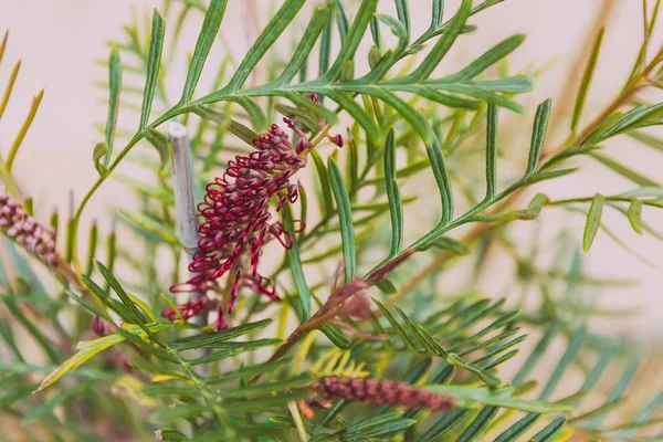 ネイティブオーストラリアの「赤いフック」グレビリア植物と花の — ストック写真