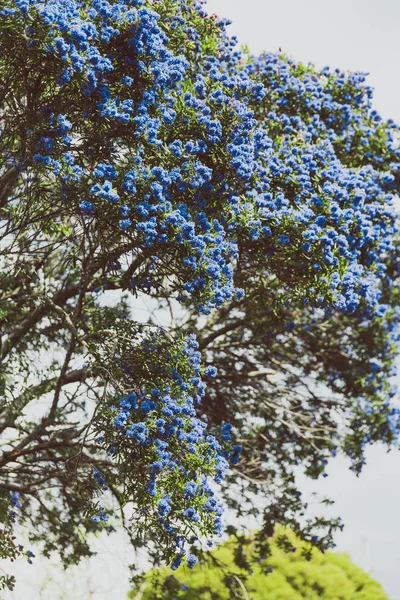 Azul pacífico "Ceanothus" árbol con flores en plena floración —  Fotos de Stock