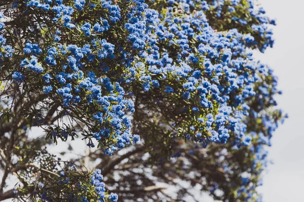 만개 한 샷에 꽃과 블루 태평양 "Ceanothus"나무 — 스톡 사진