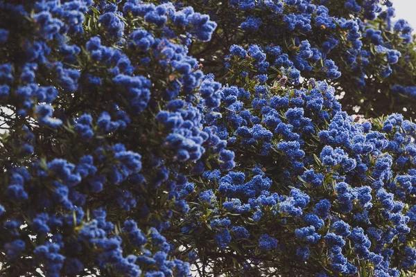 Kék-csendes-óceáni "ceanothus" fa virágokkal teljes virágzás lövés — Stock Fotó