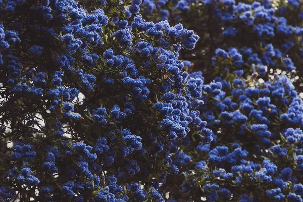 만개 한 샷에 꽃과 블루 태평양 "Ceanothus"나무 — 스톡 사진