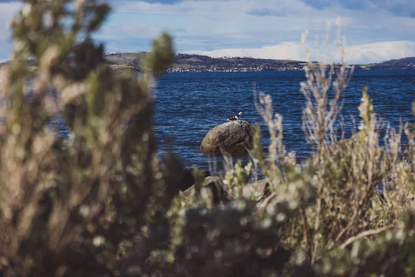 Chropowaty i piękna mała plaża w Tasmania Australia w a — Zdjęcie stockowe