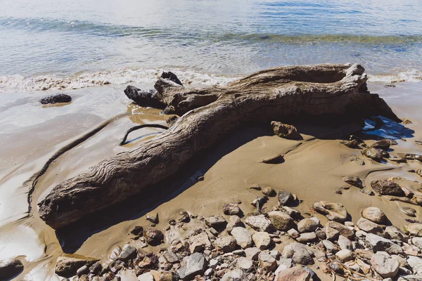 Tronc d'arbre sur le rivage à la plage — Photo