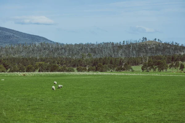 Campagne Tasmanie avec des champs verts et exploitation agricole — Photo