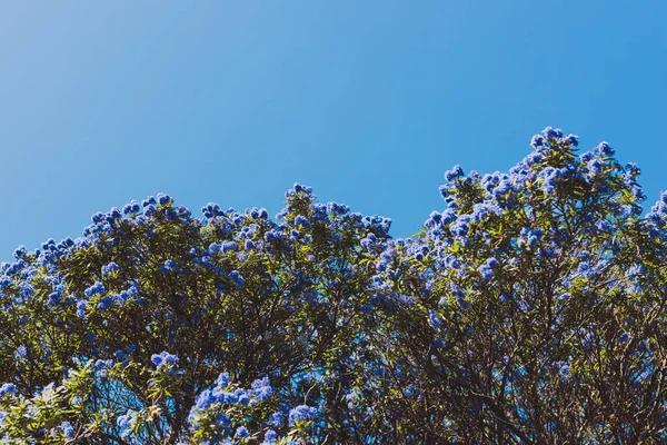 만개 한 샷에 꽃과 블루 태평양 "Ceanothus"나무 — 스톡 사진