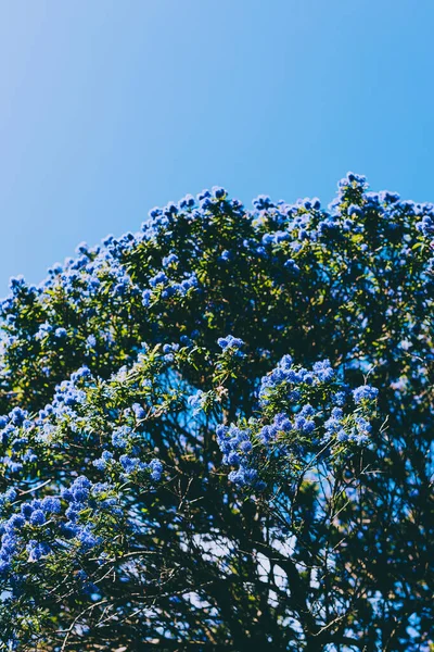 Kék-csendes-óceáni "ceanothus" fa virágokkal teljes virágzás lövés — Stock Fotó