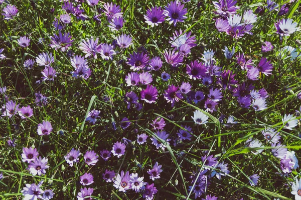 Bush of Osteospermum purple African daisy with purple pink and w — Stock Photo, Image