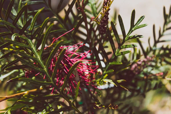 Nativní australské "červené háky" grevillea rostlina s květinami v bl — Stock fotografie