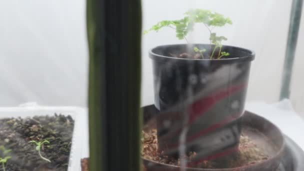 온실의 지퍼를 손으로 내부의 식물을 밝힌다 — 비디오