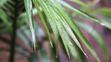 Tropikal hava palmiyesi yağmurun altında