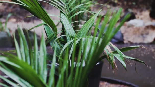 Grupo Palmeras Clima Tropical Alinea Con Lluvia Cayendo Sobre Ellos — Vídeos de Stock