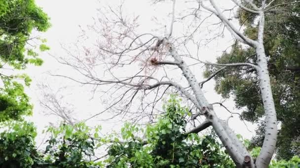 Abgestorbener Baum Mit Trockenen Kahlen Ästen Umgeben Von Gesundem Grün — Stockvideo