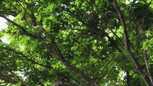 Japanischer Ahornbaum Mit Leuchtend Grünem Üppigem Laub Mit Herauszoomender Linse — Stockvideo