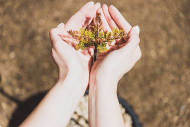 Çevreyi ya da bahçeyi sevmek, küçük yaprakları avuçlamak...