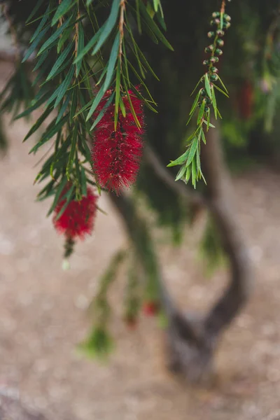 호주 원주민 병 브러쉬 칼리스템나무와 함께 꽃을 피우고 있습니다. — 스톡 사진