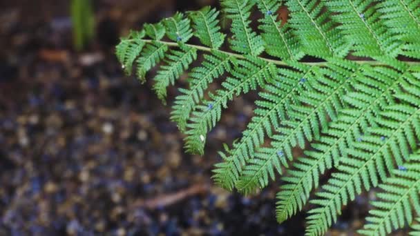 Fern Tree Leaf Close Vibrant Green Tones Camera Panning Slowly — Stock Video