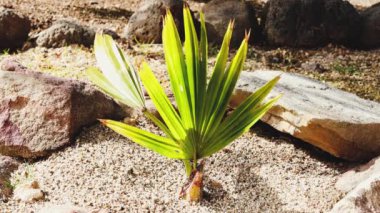 Rüzgarda yavaşça hareket eden küçük palmiye ağaçları.