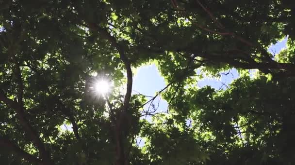 concept nature et environnement, érable japonais vert luxuriant au feuillage vert épais se déplaçant dans le vent avec une éruption solaire  