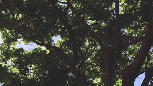 Natur Und Umweltkonzept Saftig Grüner Japanischer Ahorn Mit Dickgrünem Laub — Stockvideo