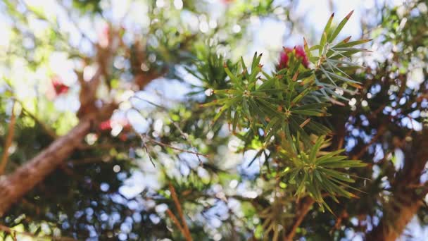 Nature Environment Conservation Concept Australian Native Callistemon Bottle Brush Tree — ストック動画