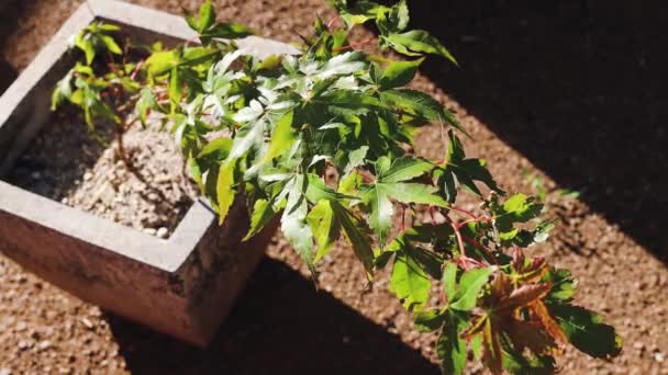 Concepto Jardinería Conservación Del Medio Ambiente Mano Acariciando Rama Planta — Vídeo de stock