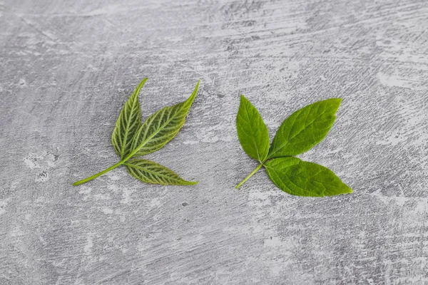 Couple of green leaves of matching shape on concrete desk — Stock Photo, Image