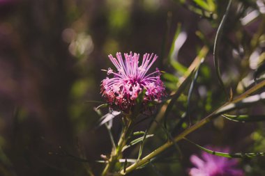 parlak ile isopogon şeker koni yerli batı Avustralya bitki 