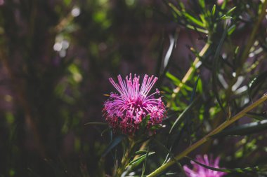 parlak ile isopogon şeker koni yerli batı Avustralya bitki 