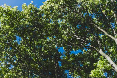 Kalın yeşil yapraklı Japon akçaağacı.