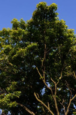 Kalın yeşil yapraklı Japon akçaağacı.