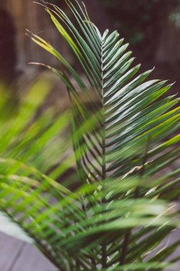 Bahçedeki palmiye yaprağı ılık güneş ışığı altında.