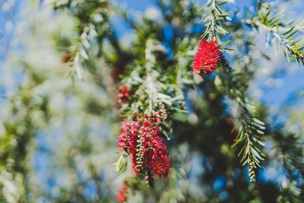 Nativo australiano botella cepillo callistemon árbol en flor con re —  Fotos de Stock